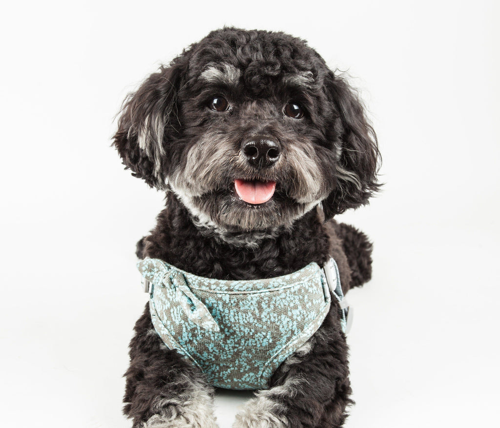 Fidomite Mesh Adjustable Dog Harness with Designer Bowtie