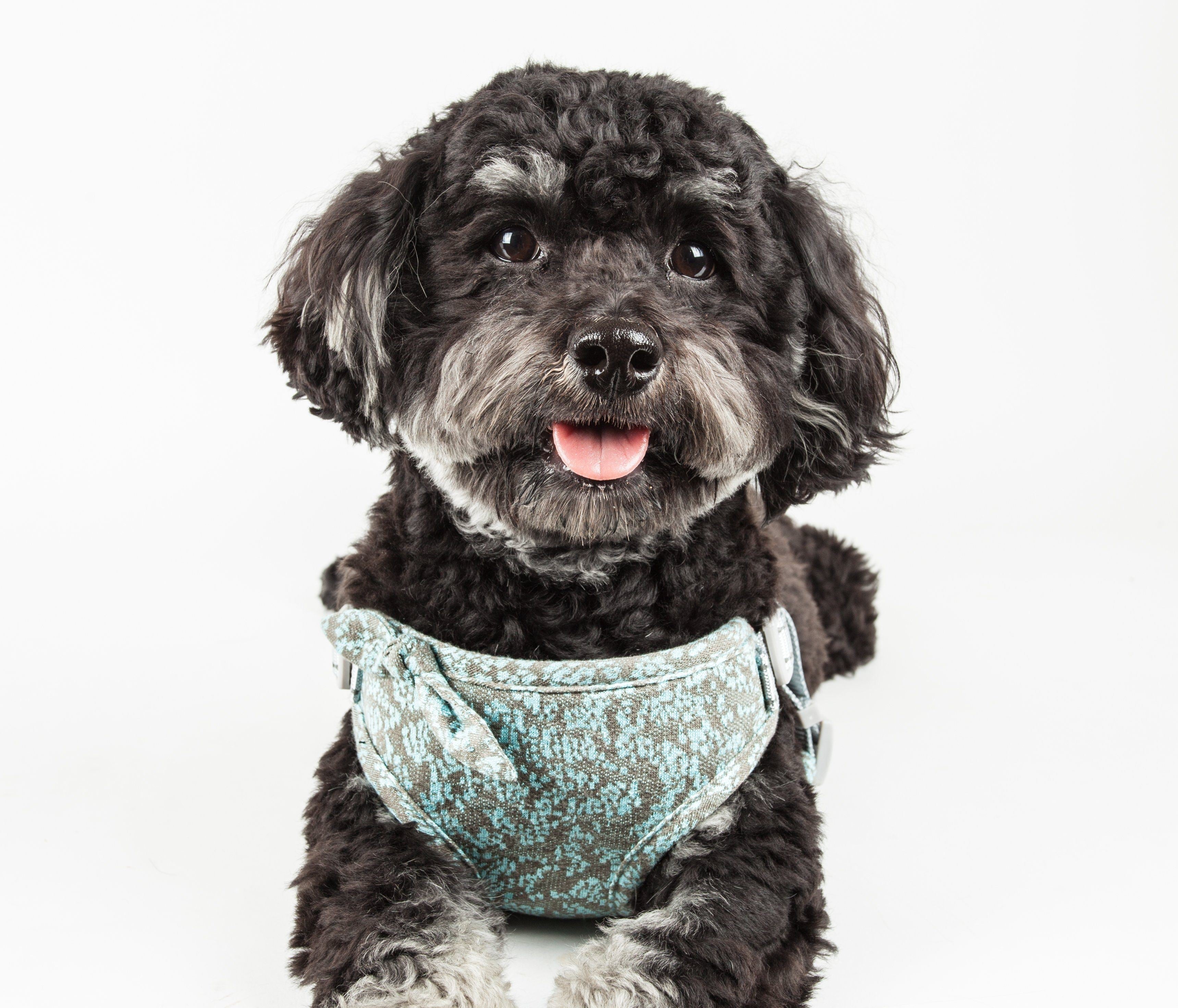 Fidomite Mesh Adjustable Dog Harness with Designer Bowtie