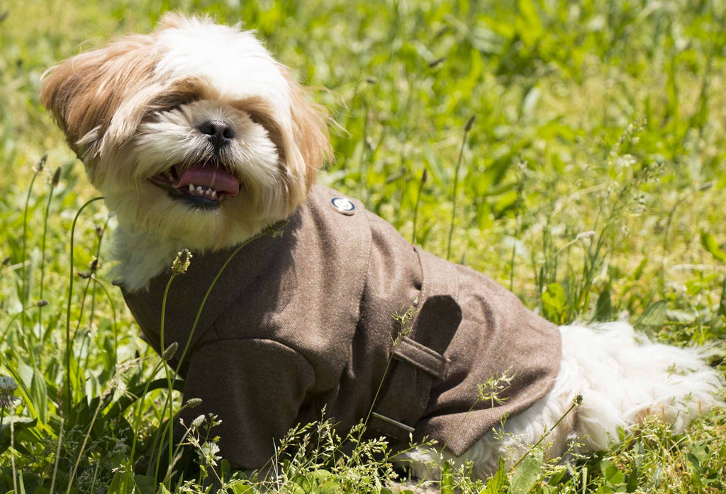 Galore Back-Buckled Fashion Wool Dog Jacket