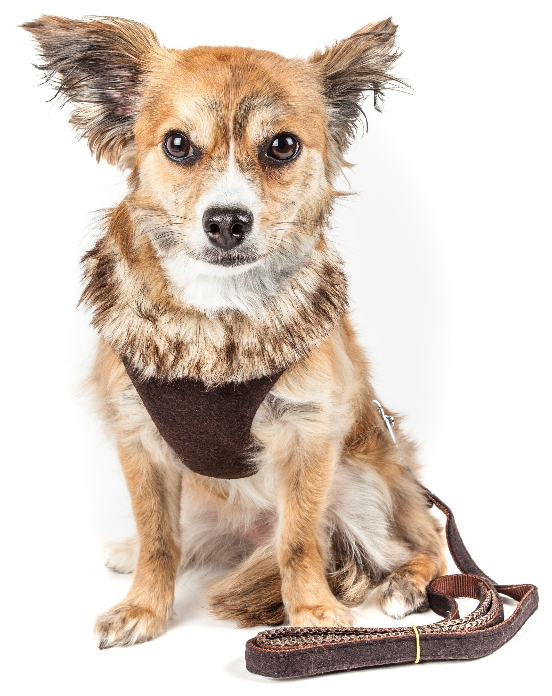 Luxe Furracious 2-in-1 Adjustable Dog Harness and Leash with Detachable Fur Collar