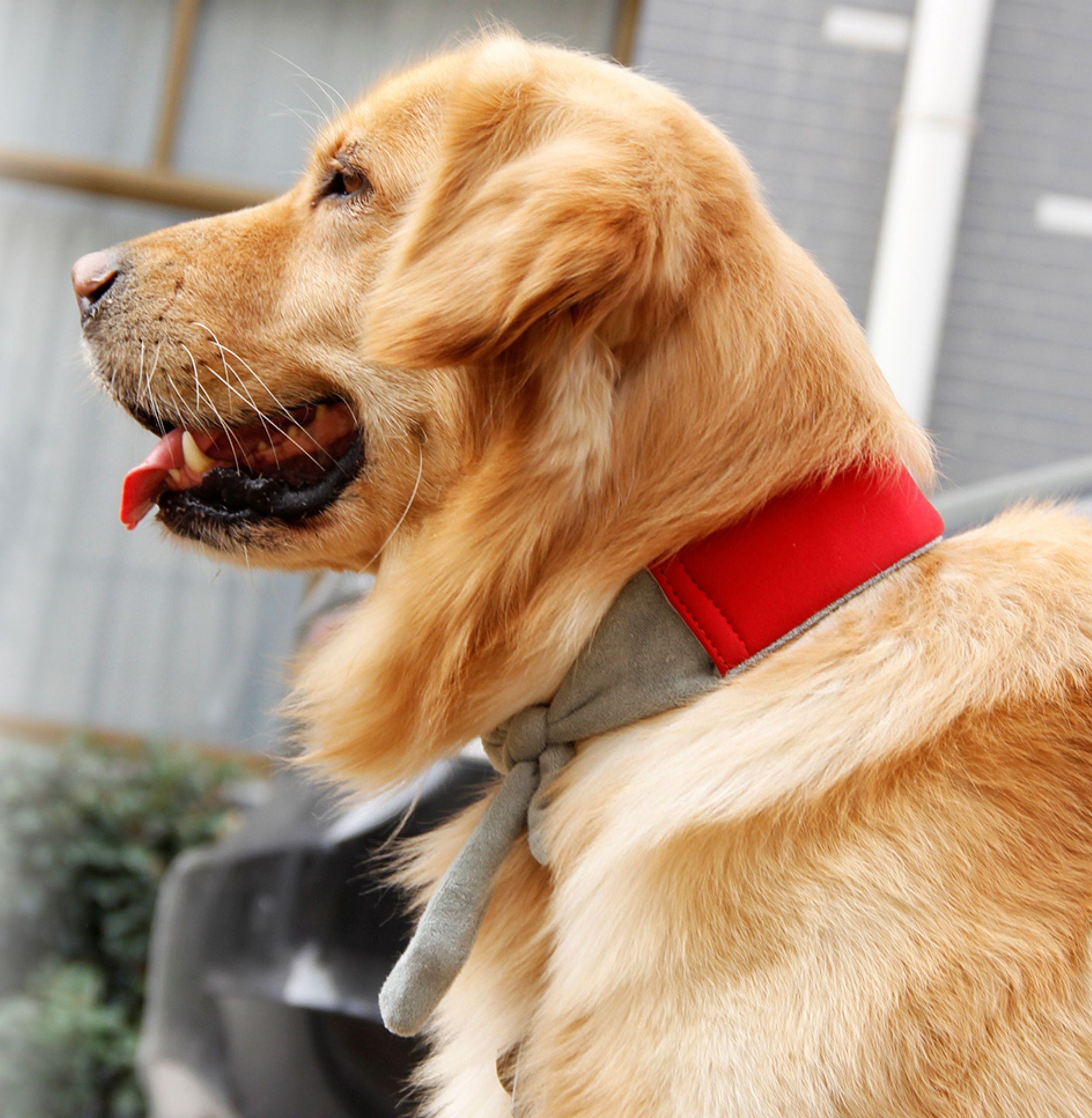 Neo-Breeze Insertable Adjustable Cooling Dog Neck Wrap