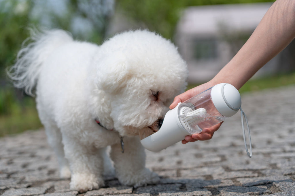 PYURE Handheld Travel Filtered Water Feeder