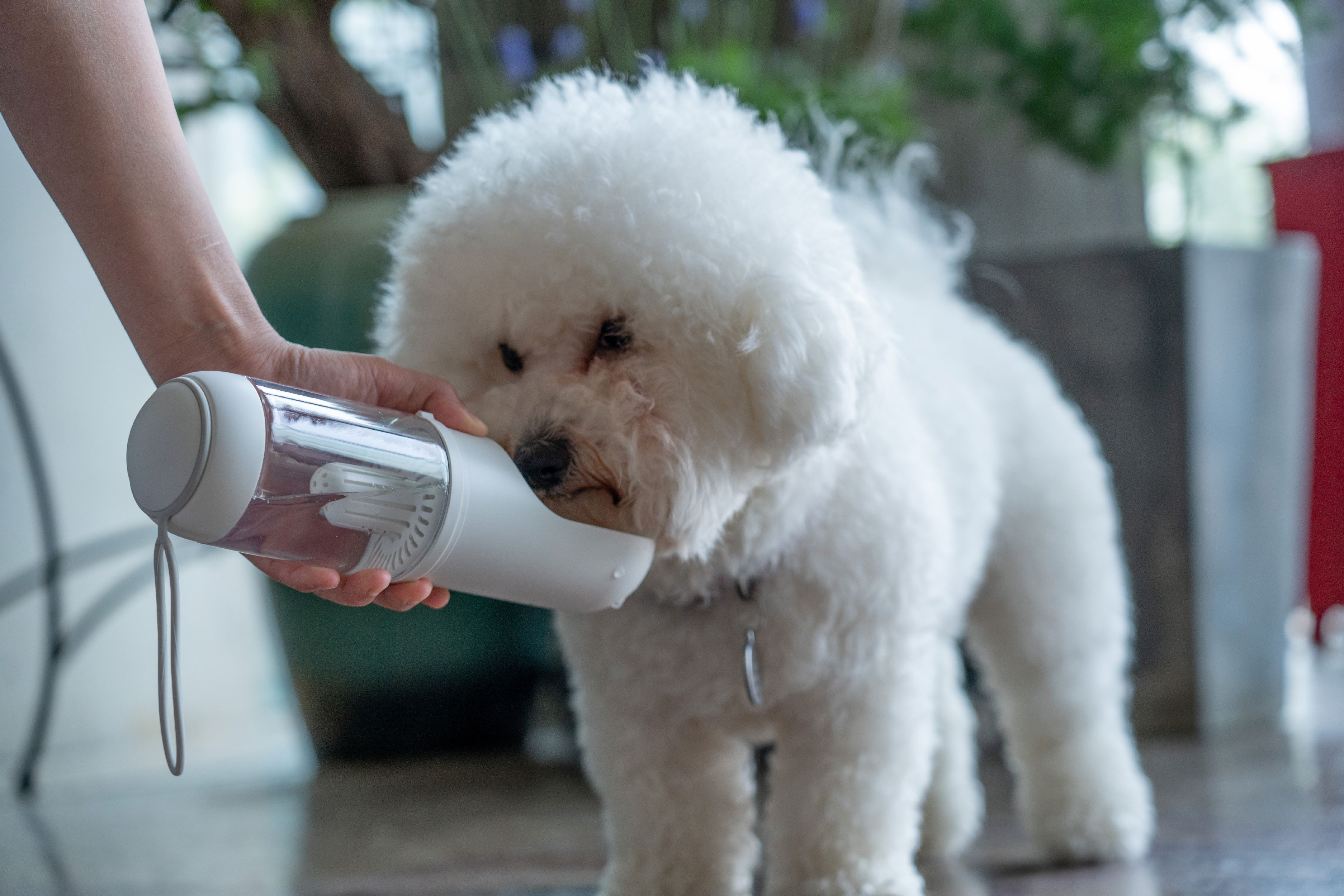 PYURE Handheld Travel Filtered Water Feeder