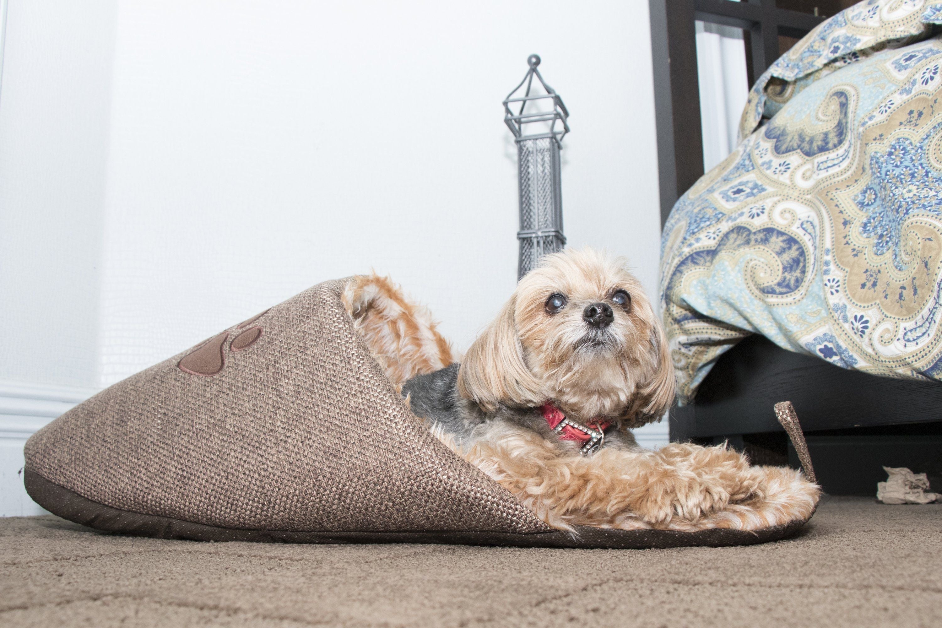 Slip-On Fashion Designer Polar Fleece Animated Slipper Pet Dog Bed