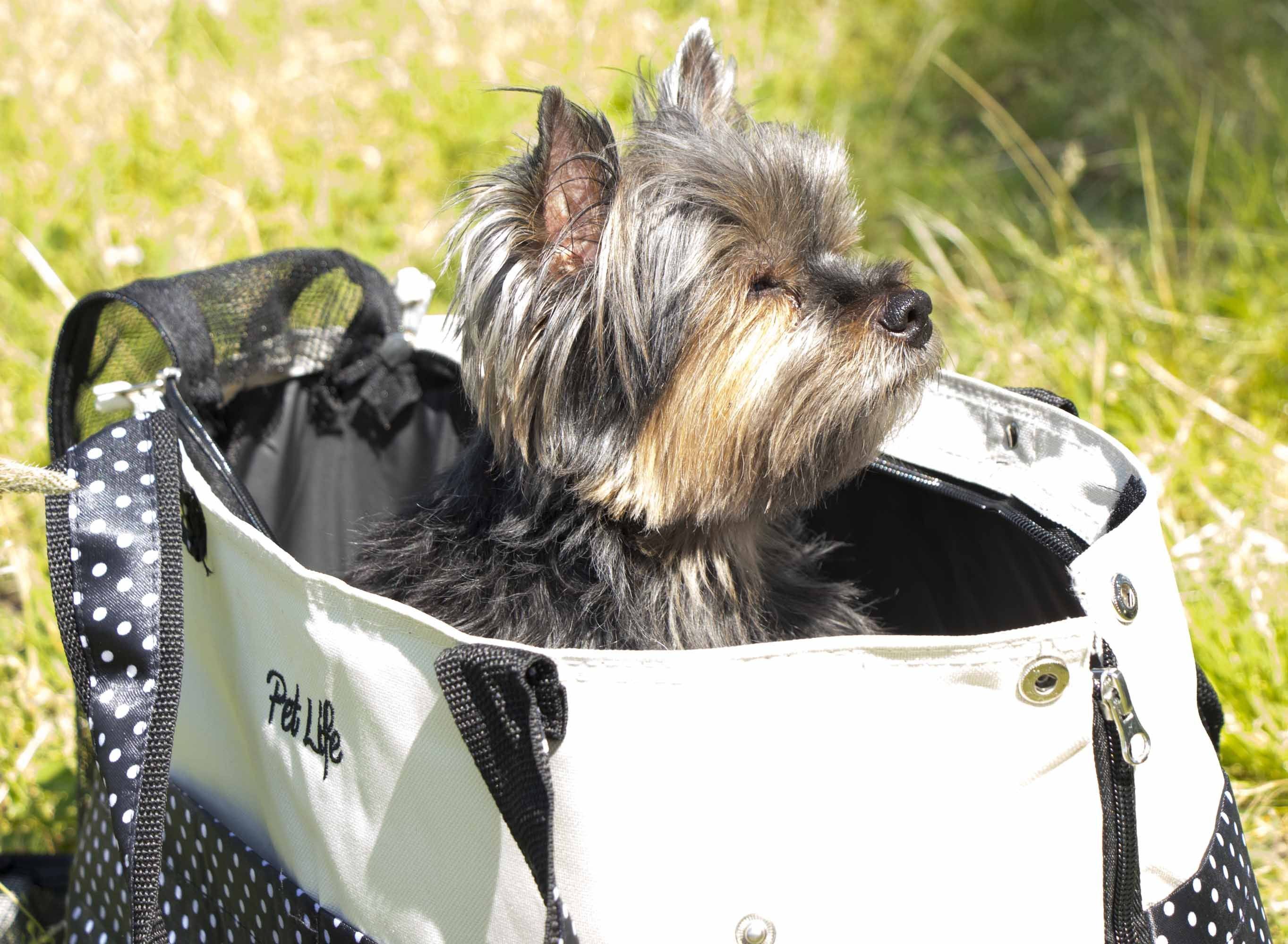 Tote N Boater Trendy Spotted Designer Fashion Travel Pet Dog Carrier