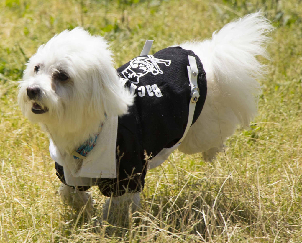 Varsity-Barkcity Buckled Collared Dog Coat Jacket