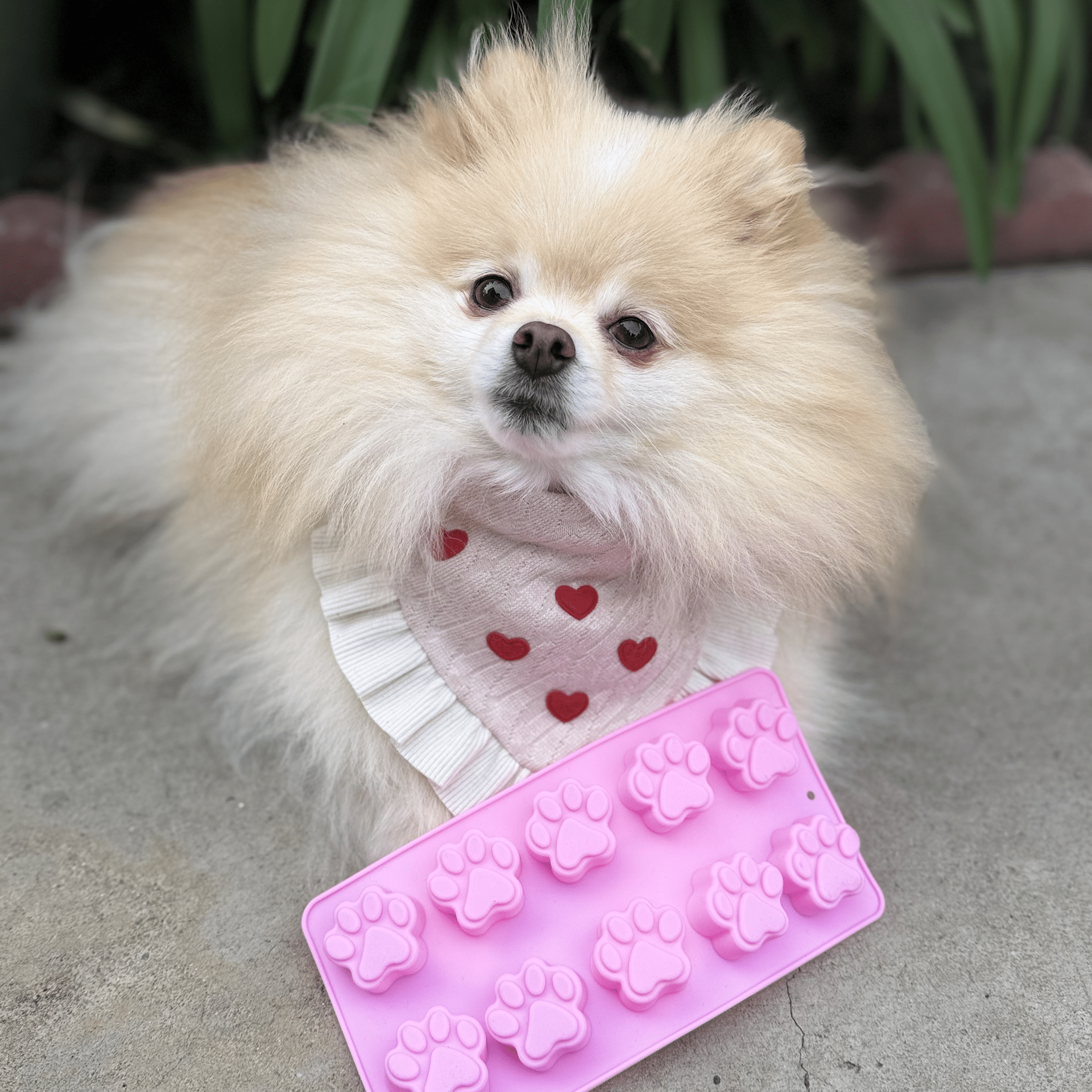 Farm to Pet Cat & Dog Treat Molds - Multiple Colors