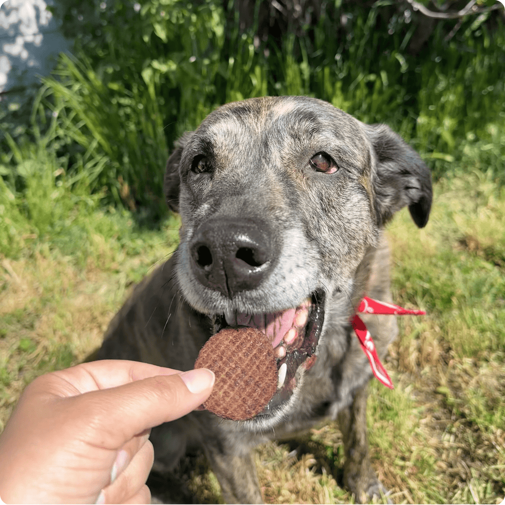 Farm to Pet Treat Chips - Beef