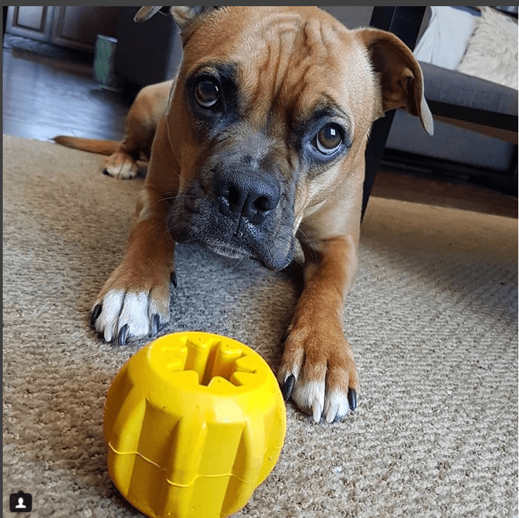 Sodapup Gear Edispenser Dog Toys - Yellow