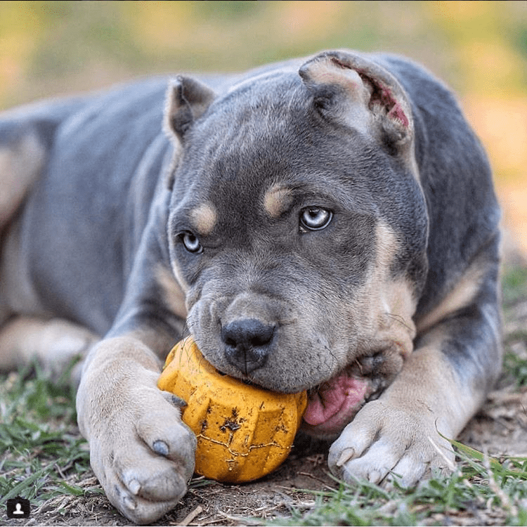 Sodapup Gear Edispenser Dog Toys - Yellow