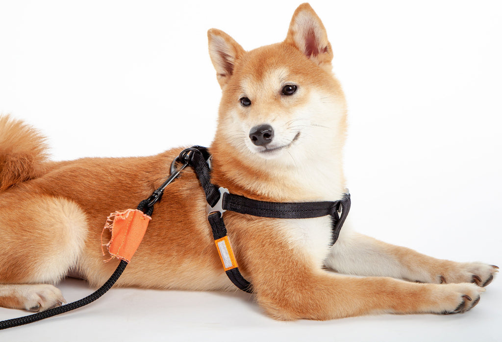 Macaron 2-in-1 Durable Nylon Dog Harness and Leash