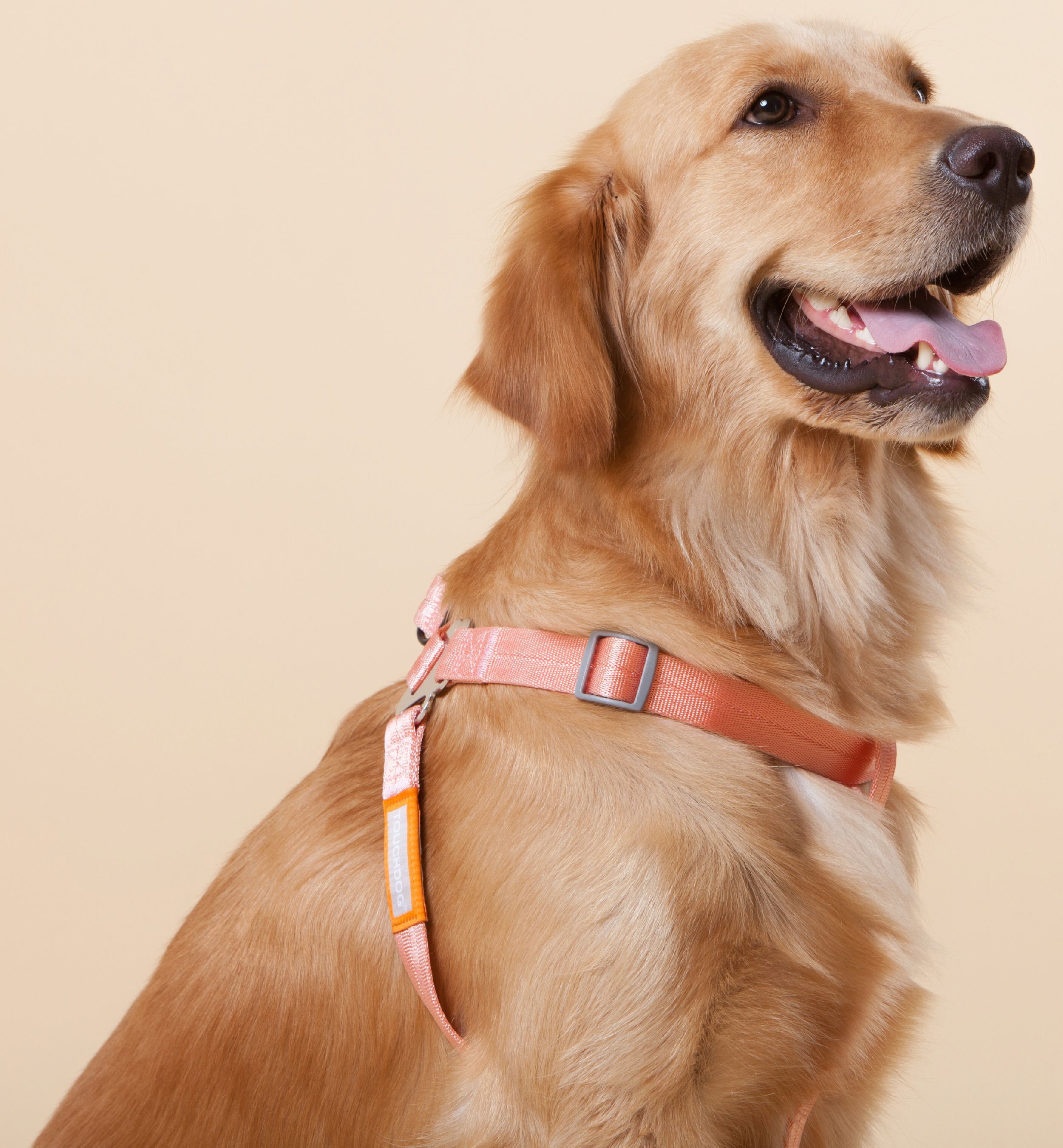 Macaron 2-in-1 Durable Nylon Dog Harness and Leash