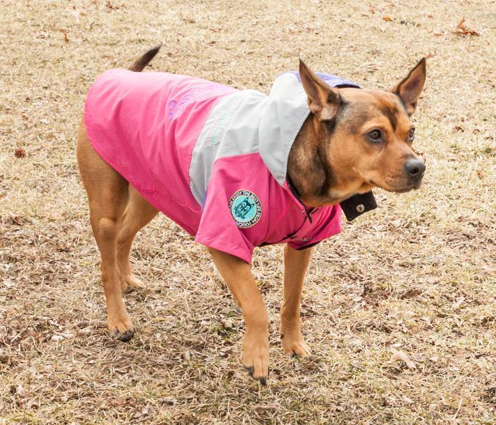 Mount Pinnacle Insulated Performance Retro Ski Dog Jacket