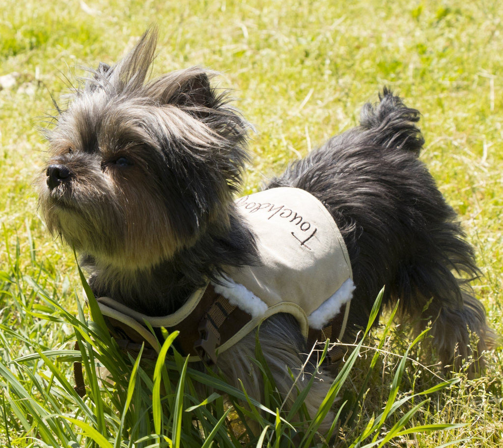 Tough-Boutique 2-in-1 Adjustable Fashion Dog Harness and Leash
