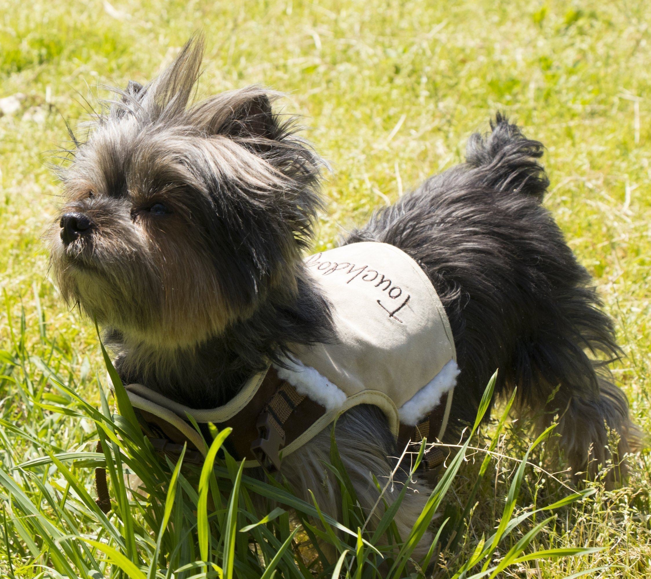 Tough-Boutique 2-in-1 Adjustable Fashion Dog Harness and Leash