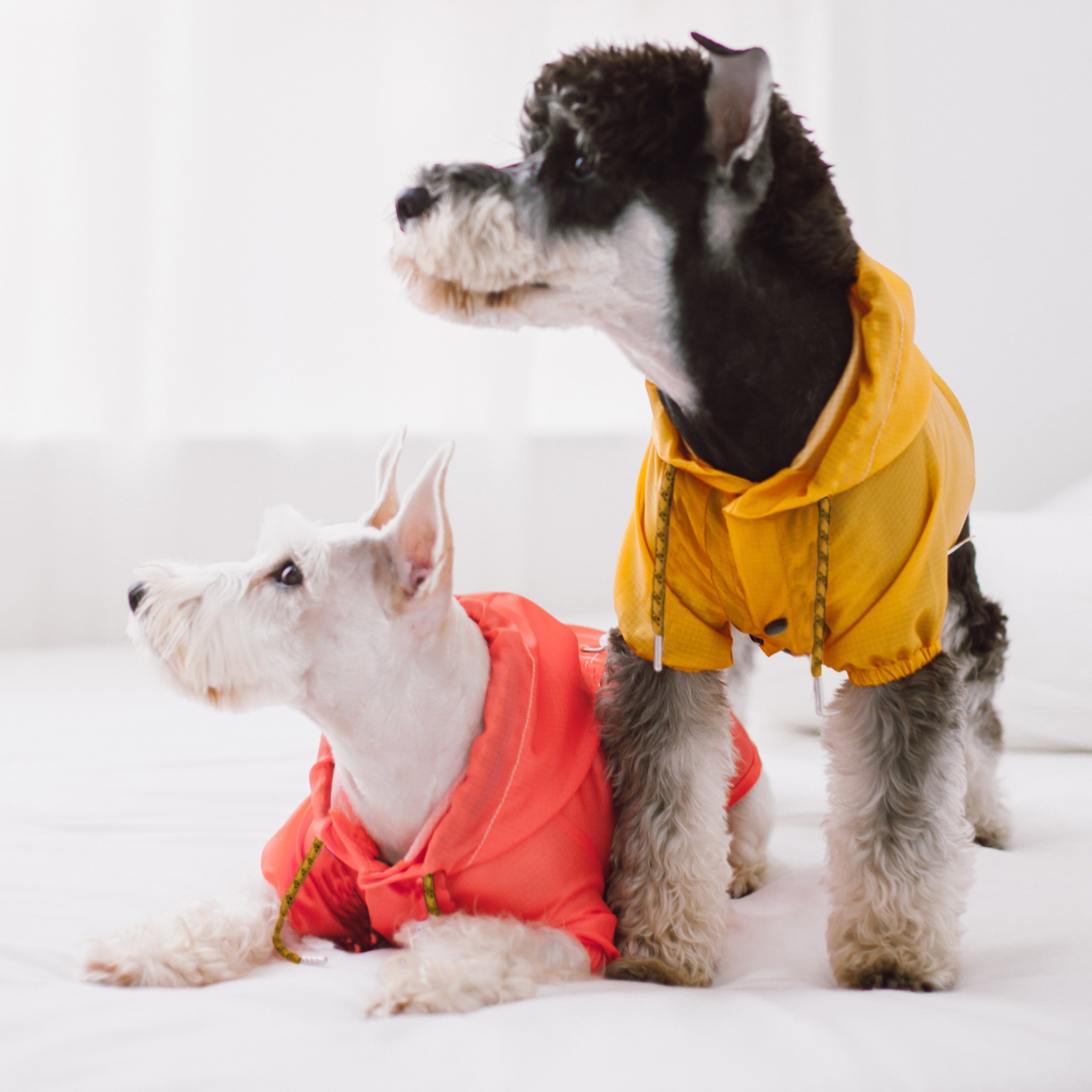 Split-Vent Designer Waterproof Dog Raincoat